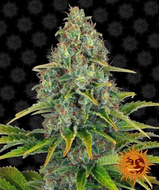 Barney's Farm Blueberry Cheese Auto Feminised Seeds