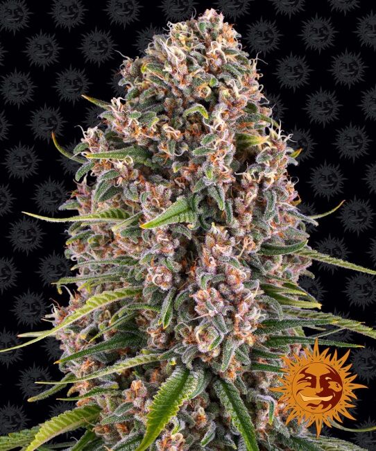 Barney's Farm Blueberry Cheese Feminised Seeds