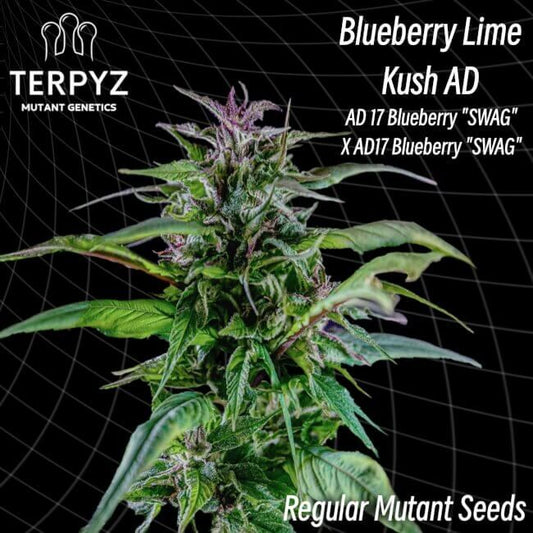 TerpyZ Mutant Genetics Blueberry Lime Kush AD Regular Seeds