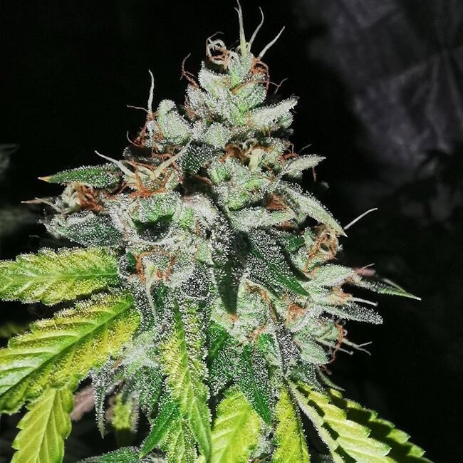 Pheno Finder Seeds Britcoin Feminised Seeds