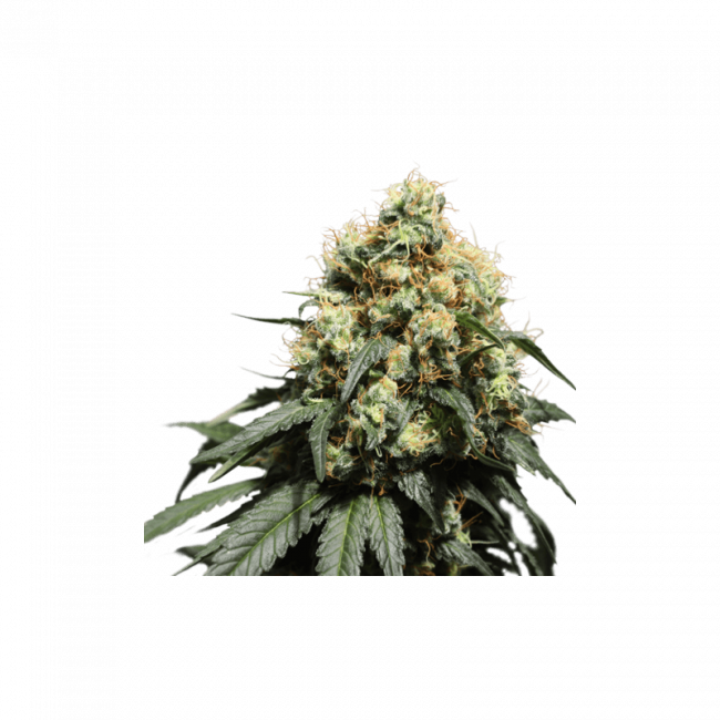 Super Sativa Seed Club Bruce Lemon Diesel Feminised Seeds