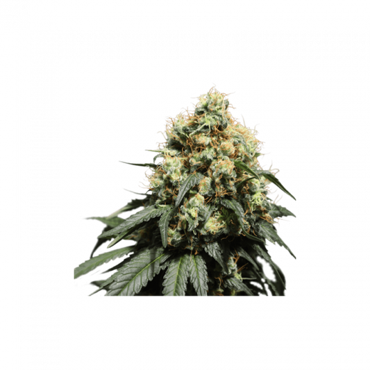 Super Sativa Seed Club Bruce Lemon Diesel Feminised Seeds