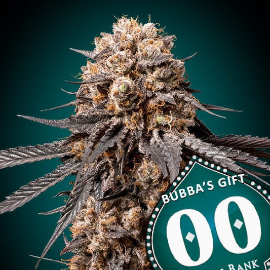 00 Seeds Bubba's Gift Feminised Seeds