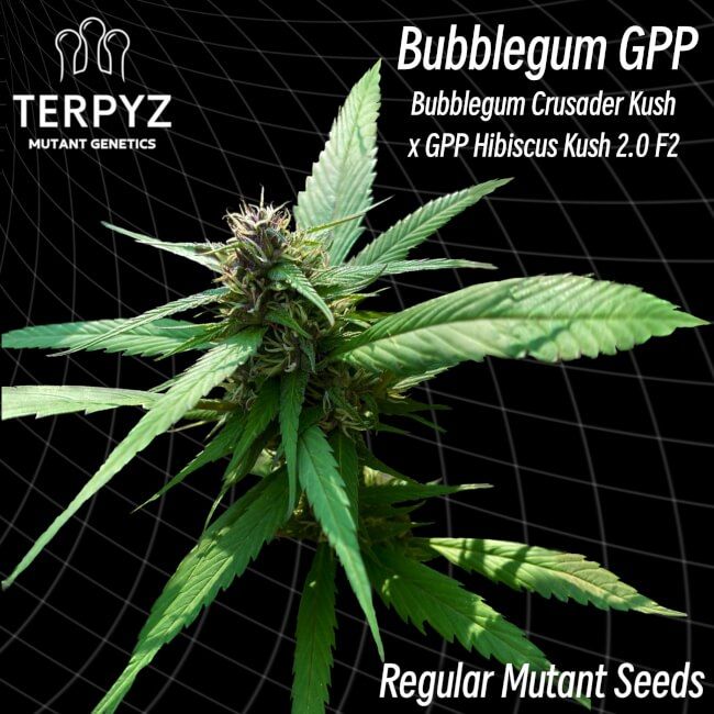 TerpyZ Mutant Genetics Bubblegum GPP Regular Seeds