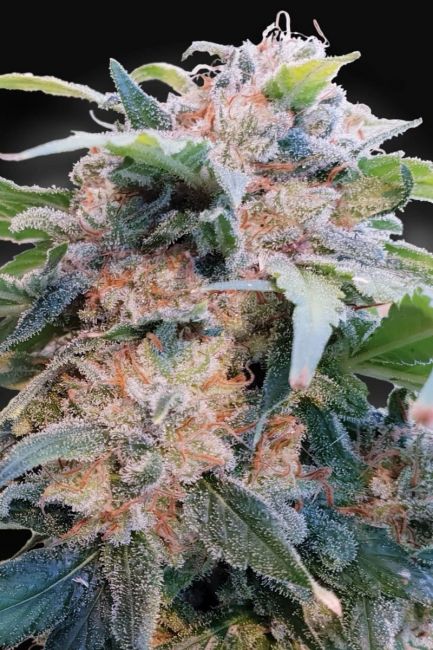 Paradise Seeds Dream CBD Feminised Seeds (CBDream‚Ñ¢)