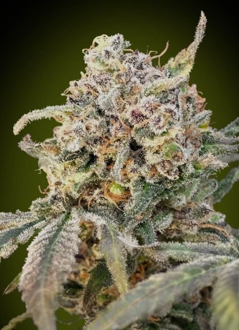 Advanced Seeds Somango Glue Auto Feminised Seeds