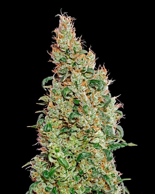 Greenhouse Seed Co. Green-O-Matic Auto Feminised Seeds