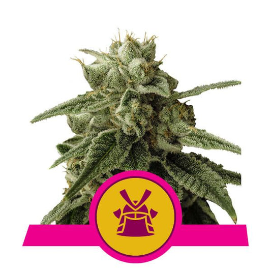 Royal Queen Seeds Shogun Feminised Seeds