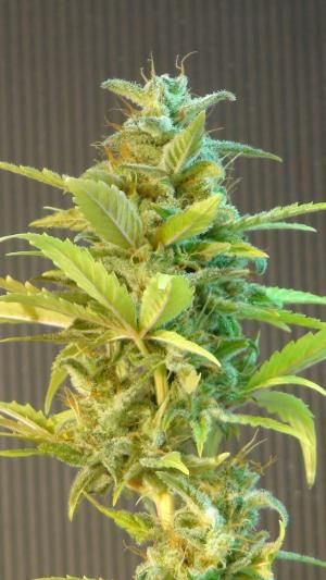 Kannabia Seeds Mikromachine Auto Feminised Seeds - 10 seeds