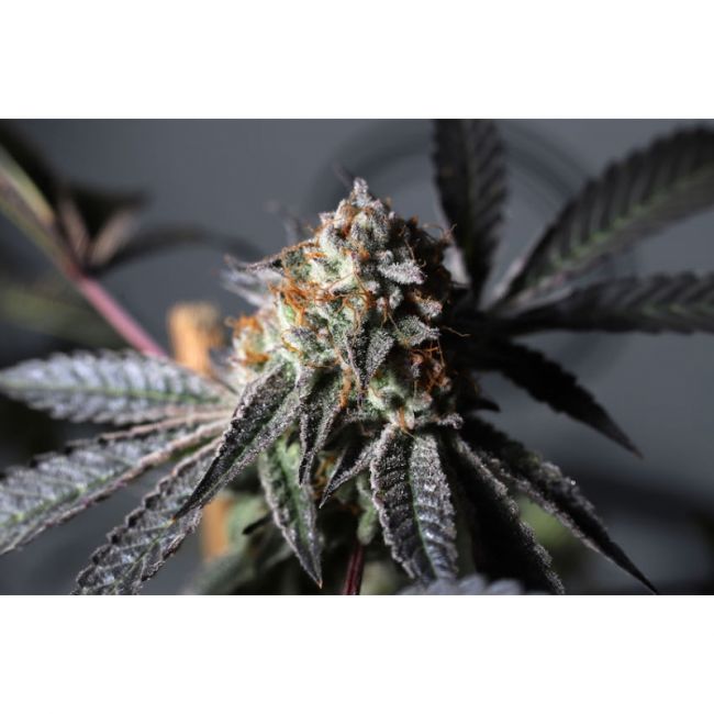 Super Sativa Seed Club Purple OG Punch Feminised Seeds