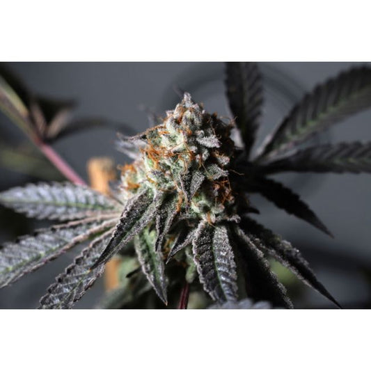 Super Sativa Seed Club Purple OG Punch Feminised Seeds