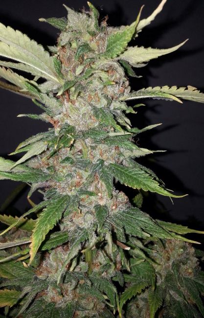 Cali Connection Purple Crack Feminised Seeds