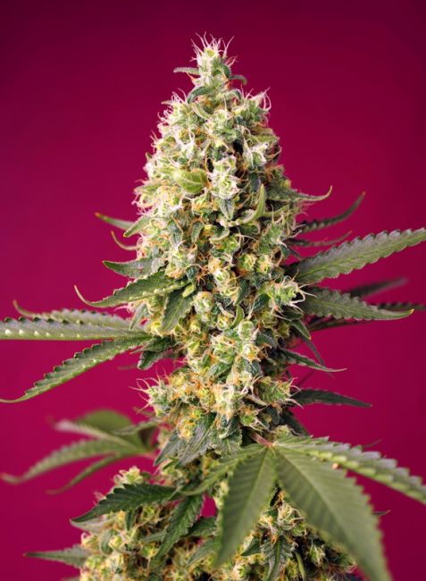 Sweet Seeds Skywalker OG Runtz XL Auto Feminised Seeds