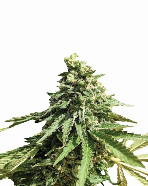 Nirvana Seeds Wonder Woman Regular Seeds