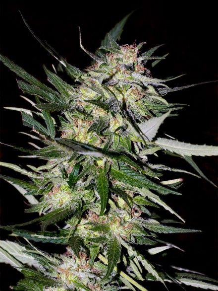 Advanced Seeds Collection #4 Feminised Seeds