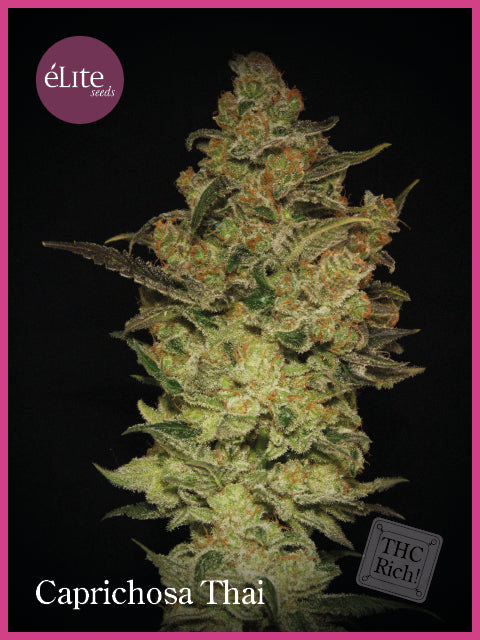 Elite Seeds Caprichosa Thai Feminised Seeds