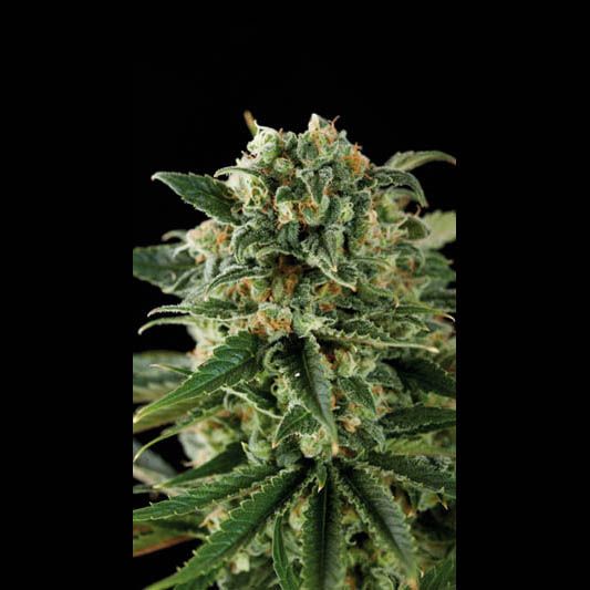 Blimburn Seeds Critical Auto Feminised Seeds