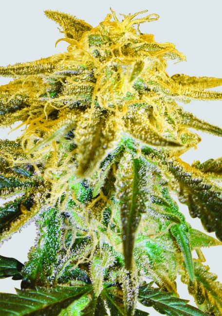 Nirvana Seeds Master Kush Regular Seeds