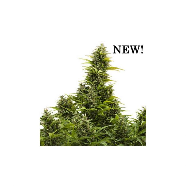 Buddha Seeds Medikit CBD Auto Feminised Seeds