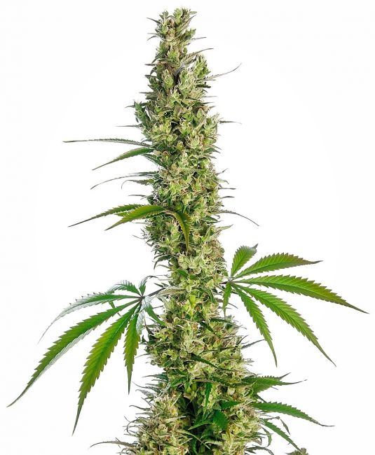 Sensi Seeds Eagle Bill Regular Seeds