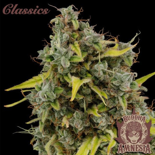 Buddha Seeds Buddha Classics Amnesia Feminised Seeds