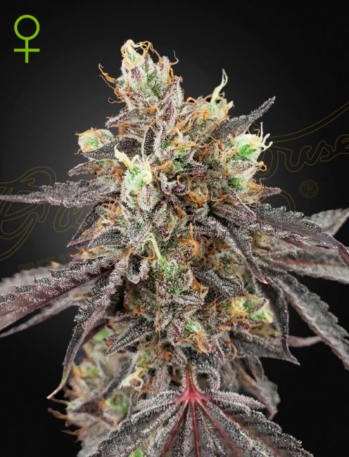 Greenhouse Seed Co. Gelato 41 x Gelato 41 Auto Feminised Seeds