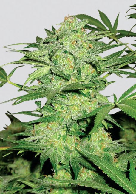 Nirvana Seeds Northern Light Regular Seeds