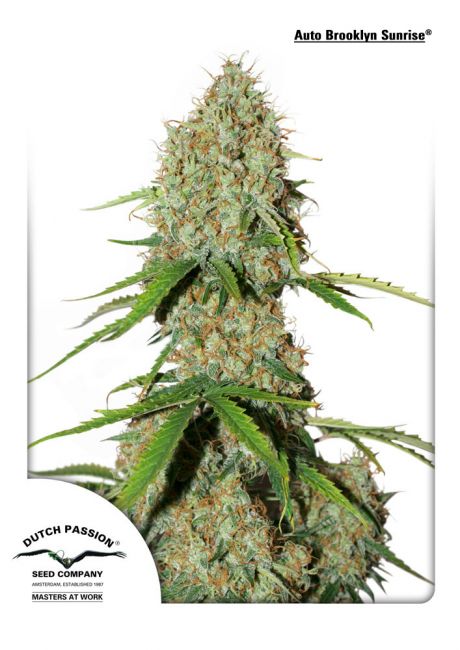 Dutch Passion Brooklyn Sunrise Auto Feminised Seeds