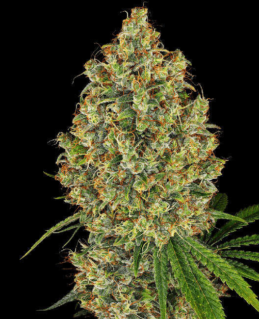 White Label Seed Company AK-420 Feminised Seeds