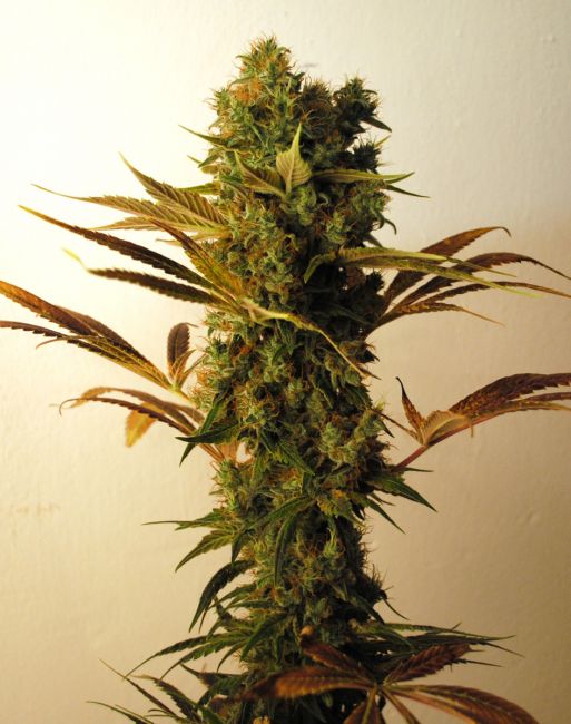 Resin Seeds Hammer Shark Feminised Seeds