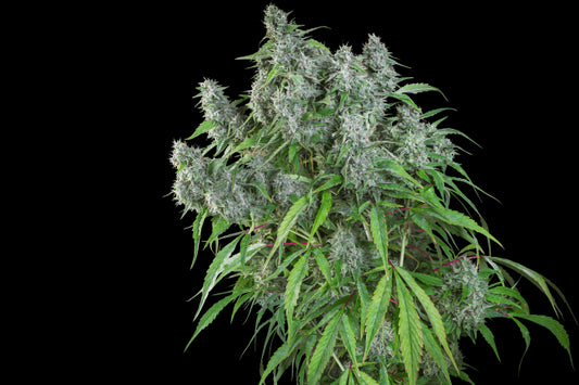 Super Sativa Seed Club Frosty Friday Regular Seeds