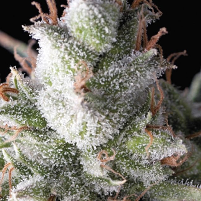 Pyramid Seeds Ramses Feminised Seeds