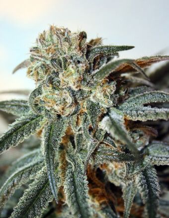 Ripper Seeds Zombie Kush Feminised Seeds