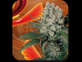 Buddha Seeds Syrup Auto Feminised Seeds