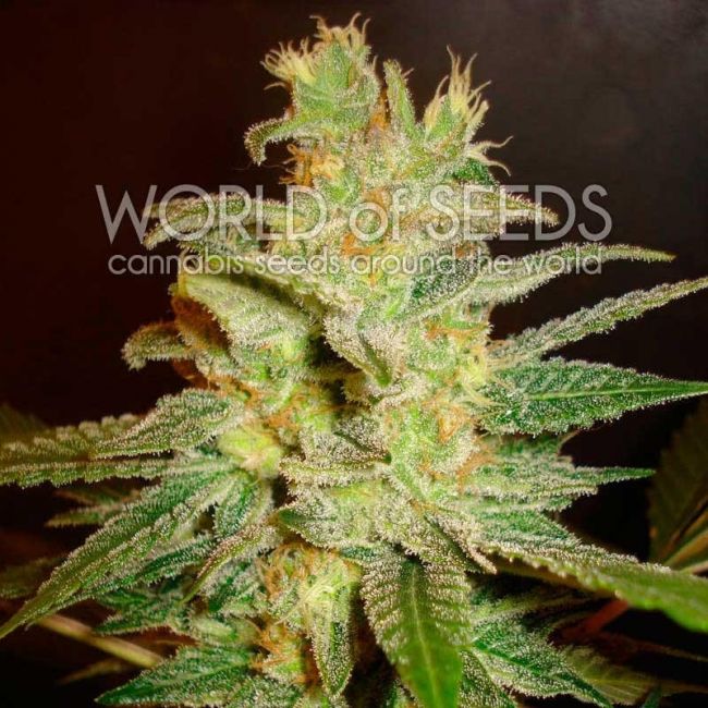 World of Seeds Northern Light x Big Bud Early Harvest Feminised Seeds