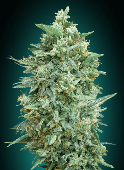 00 Seeds Northern Lights XXL Auto Feminised Seeds