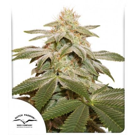 Dutch Passion Sugar Bomb Punch Feminised Seeds