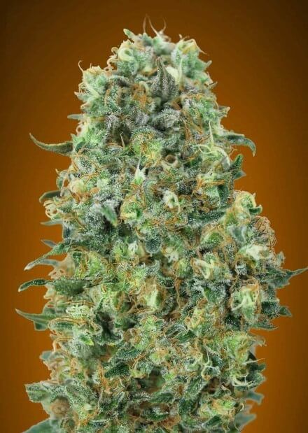 Advanced Seeds Critical Mass Feminised Seeds