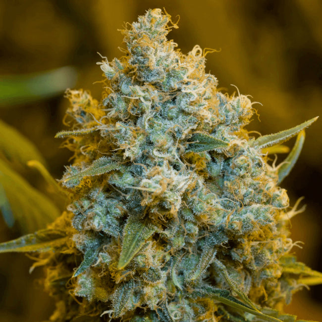 Silent Seeds Critical Jack Feminised Seeds