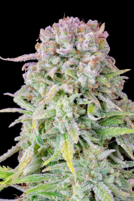 FastBuds Original Afghan Kush Auto Feminised Seeds