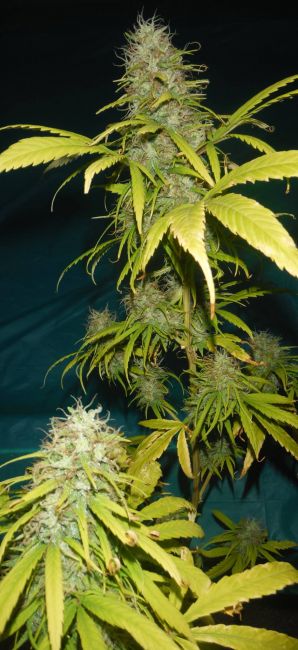 Mr Nice Seedbank Grail Widow (GROWL) Regular Seeds