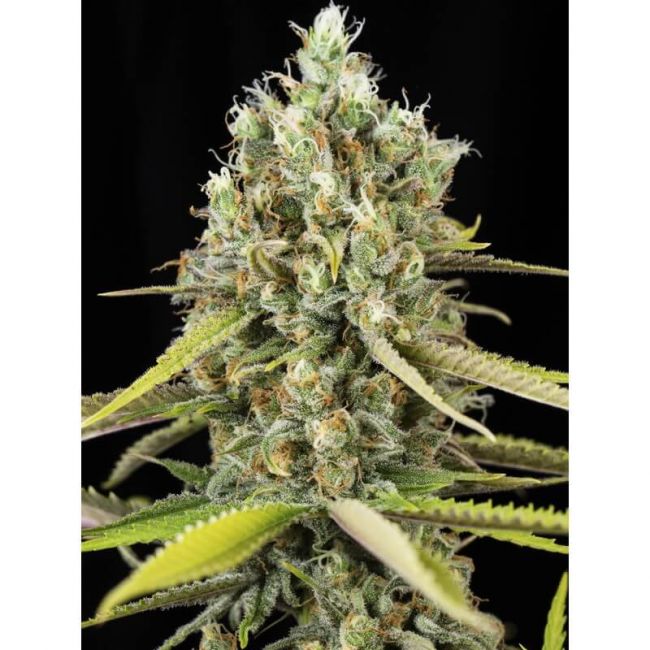 Eva Seeds Lemon King Feminised Seeds - 3+