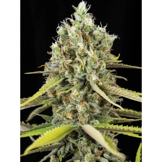 Eva Seeds Lemon King Feminised Seeds - 6+