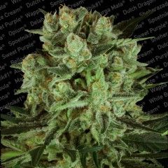 Paradise Seeds Durga Mata I:I CBD Feminised Seeds