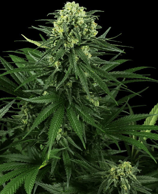 Sensi Seeds Honey Melon Kush Feminised Seeds