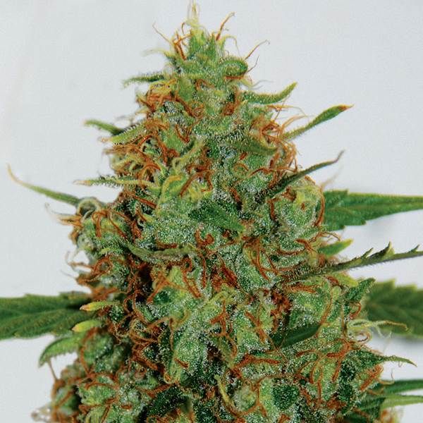 G13 Labs C99 Feminised Seeds