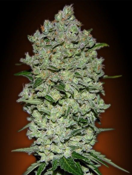 Advanced Seeds Collection #1 Auto Feminised Seeds