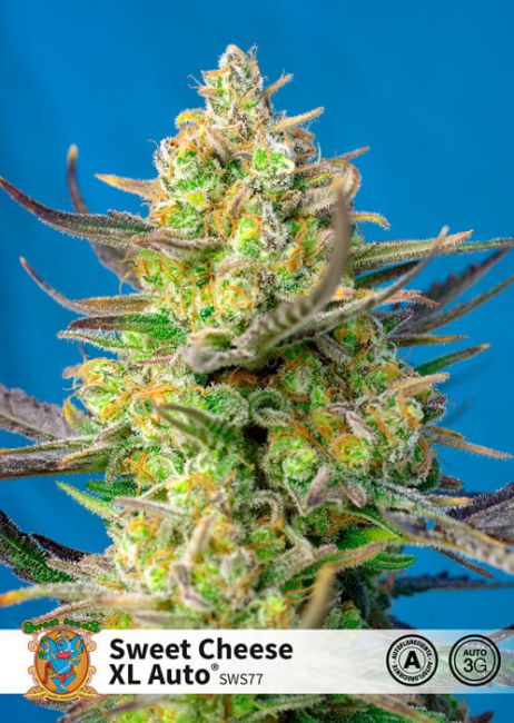 Sweet Seeds Sweet Cheese XL Auto Feminised Seeds