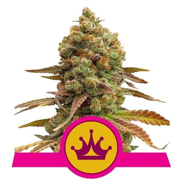 Royal Queen Seeds Special Queen #1 Feminised Seeds