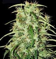 Mr Nice Seedbank Skunk Haze Regular Seeds